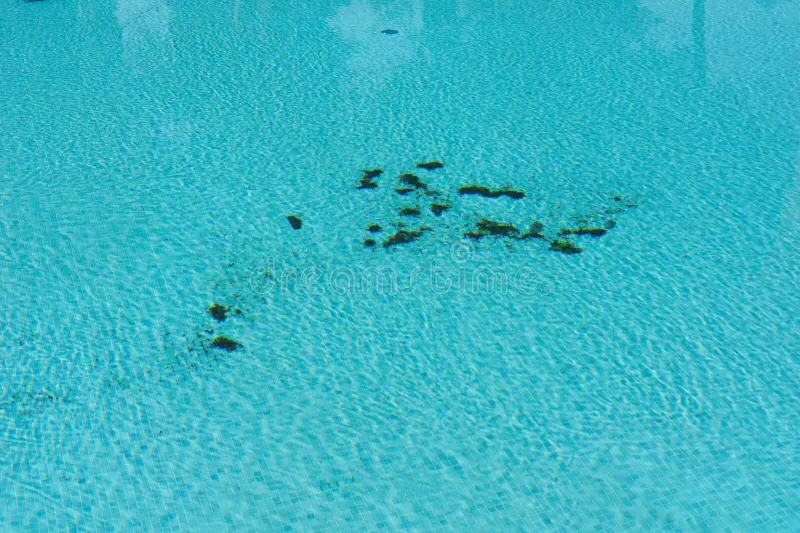 Crna alga - najtvrdokorniji neprijatelj