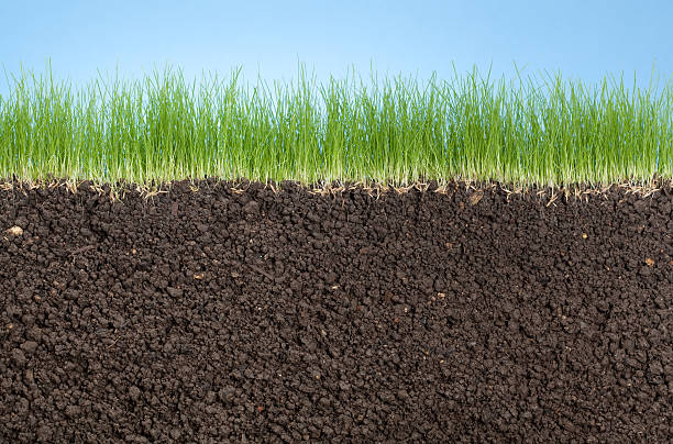 Pretjerano navodnjavanje - krivac za plitke korijene